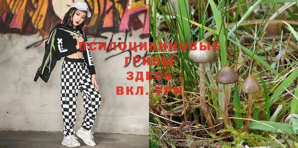 каннабис Баксан